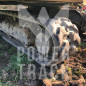 Rubber track 180X60X32 mounted on machine