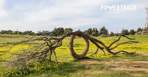 Journée internationale de l'arbre : 